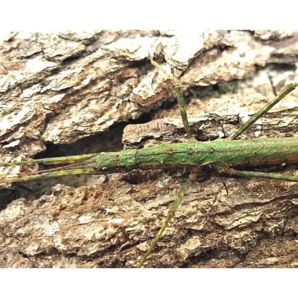 Phasme – Neohirasea sp « Tai Po Kau »