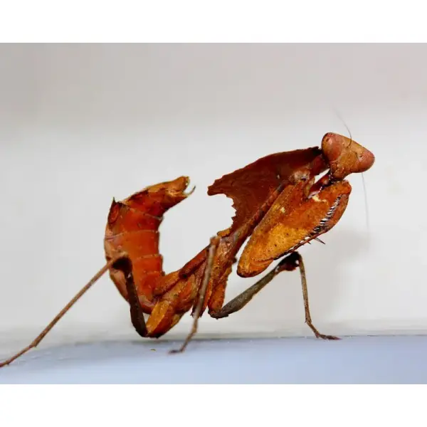 Mante Feuille – Deroplatys desiccata