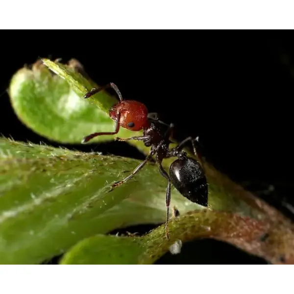 Fourmis – Crematogaster scutellaris