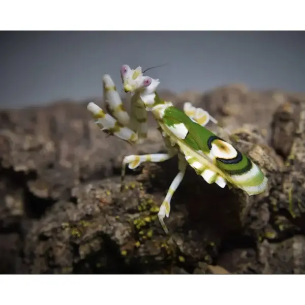 Mante Fleur – Chlidonoptera lestoni