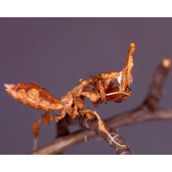 Mante feuille – Phyllocrania paradoxa