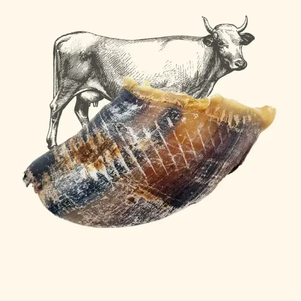 Sabot de bœuf