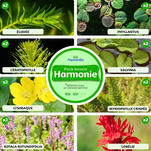 Pack bassin Harmonie