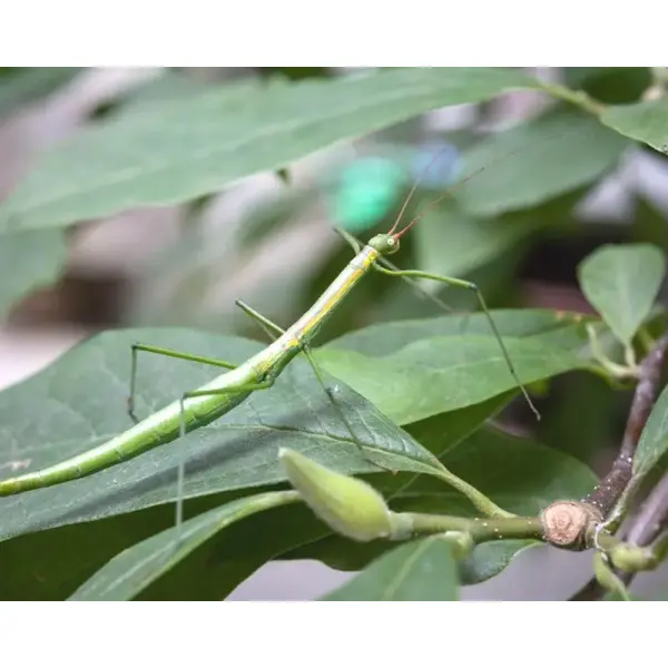 Phasme – Lamachodes sp « Nui Chua »