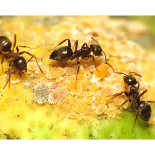 Fourmis – Lasius niger