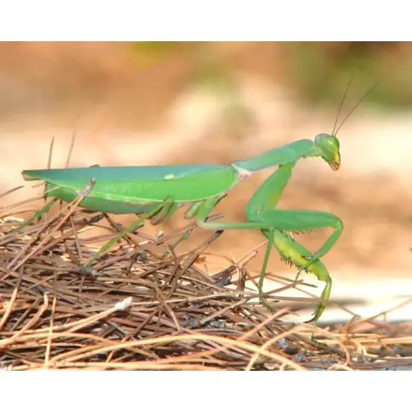 Mante – Sphodromantis sp (Tchad)