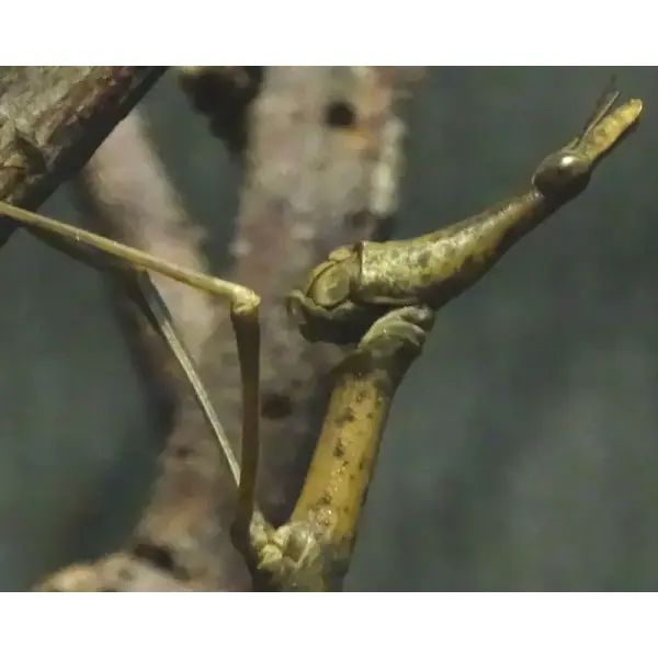 Criquet – Proscopia scabra