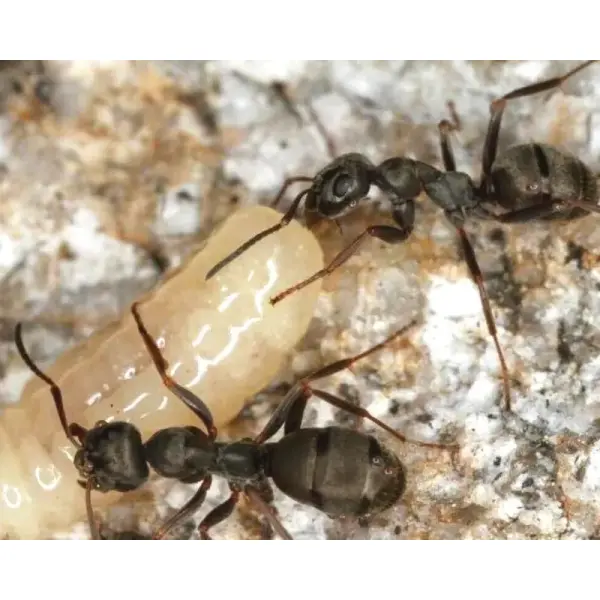 Fourmis – Formica lemani