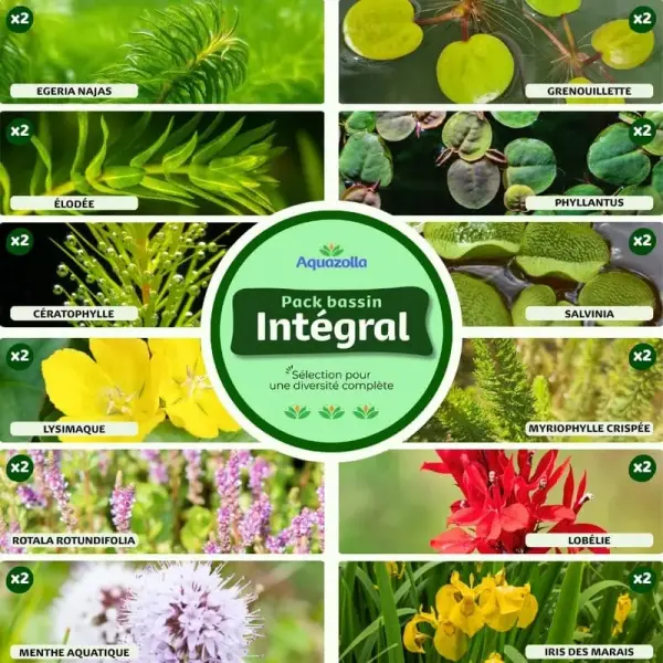 Pack bassin Intégral