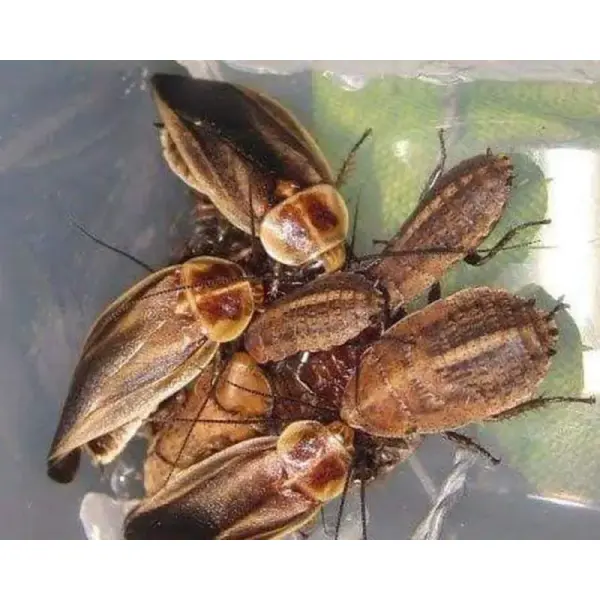 Blattes – Schultesia lampyridiformis