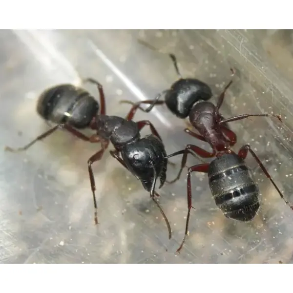 Fourmis – Camponotus herculeanus